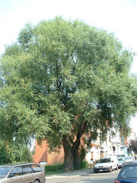salix ağacı